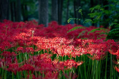 彼岸花開花|彼岸花の名所42選！有名な群生地や各地の隠れスポッ。